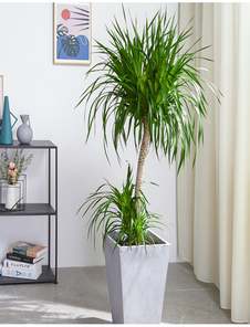 江北盆景出租公司，给你意想不到的绿植美