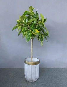 专业余姚绿植出租设计，为空间注入生机与活力